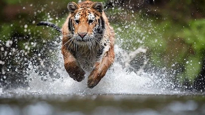 siberian tiger siberian tiger