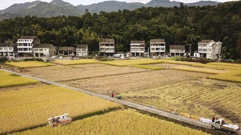29 killed as restaurant collapses in China's Shanxi during birthday party China rice fields