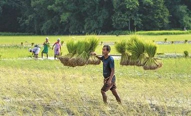 Kharif acreage nears last year's level, except for paddy and pulses agriculture, farming, farmers, farm, crops, kharif, sowing