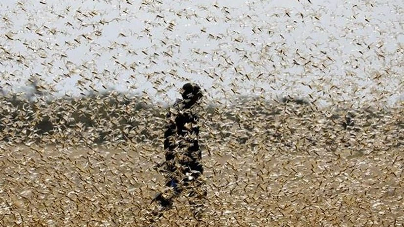 Locusts Photo: Reuters
