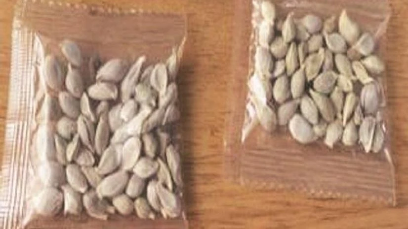 amazon mystery seeds amazon mystery seeds