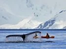 Antarctica, whale, climate change Antarctica, whale, climate change