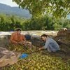 Farmers, walnut production