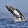 Humpback Whale