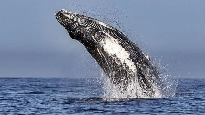 Humpback Whale Humpback Whale