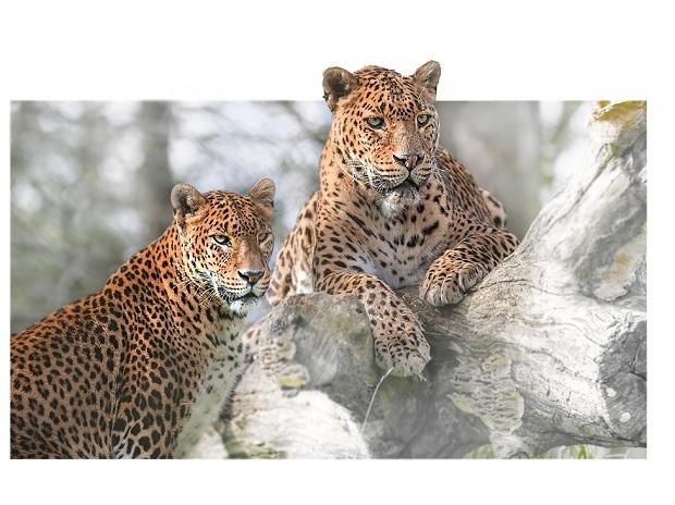 Project Cheetah: How many cheetahs have died, and what are the next