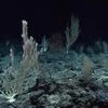 India to launch deep sea mission in 3-4 months for exploration of minerals  | Environmental News - Business Standard