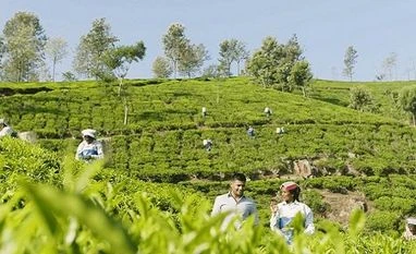 Assembly polls: Why tea garden workers are crucial in Bengal, Assam? Tea garden