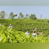 Tea garden