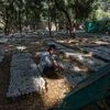 A Sindh Forest Department employee pours water over a sapling at a mangrove plantation on an island along the Karachi coast. Photographer Asim Hafeez/Bloomberg