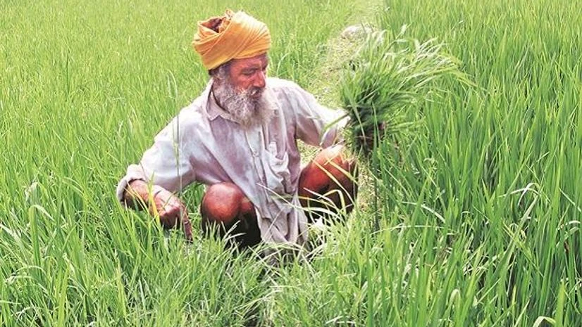 GDP data: Farm sector maintains strong growth; full year might see a blip GDP data: Farm sector maintains strong growth; full year might see a blip