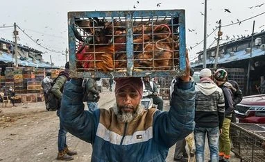 Bird flu: Over 2,000 birds to be culled in two districts in Maharashtra Bird flu