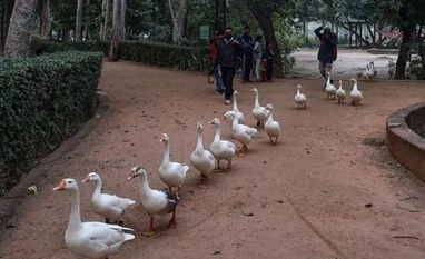 Chickens, ducks to be culled as Jharkhand reports bird flu outbreak Ducks