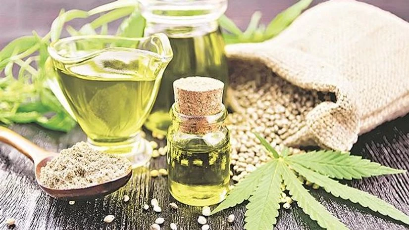 Cannabis, Ganja, drugs Cannabis, Ganja, drugs