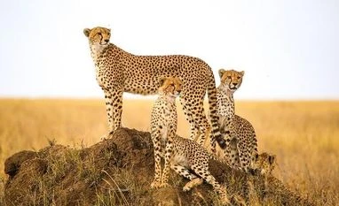 Relocation of cheetah to India a measure of goodwill between BRICS partners cheetah