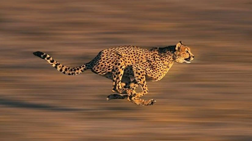 cheetah cheetah