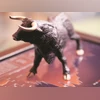 Stock market rally, bull trading, Sensex, nifty Stock market rally, bull trading, Sensex, nifty