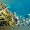 84 per cent of world's coral reefs hit by worst bleaching event on record