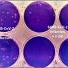 DRDO Covid drug