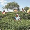 International Tea Day