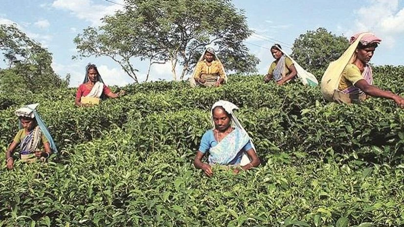 Tea gardens, tea market, tea garden workers Tea gardens, tea market, tea garden workers
