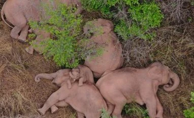 China's wandering elephants are now becoming international stars china's wandering elephants