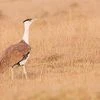 Great Indian bustard