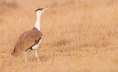 Govt plans to contest Supreme Court order on great Indian bustard Great Indian bustard