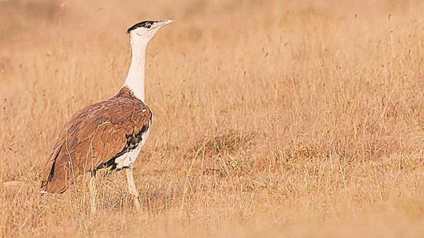 Great Indian bustard Great Indian bustard