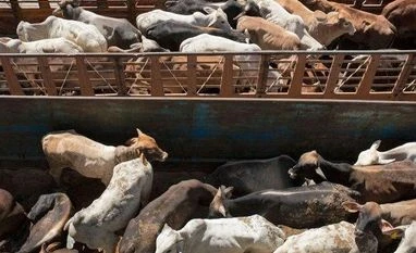 Around 24 cr cattle, buffaloes covered under FMD vaccination drive cattle