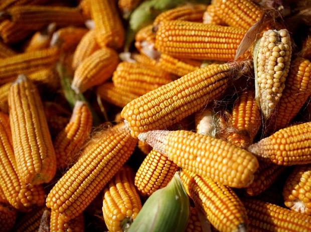 Double whammy for food buyers as freight costs spike amid high grain prices