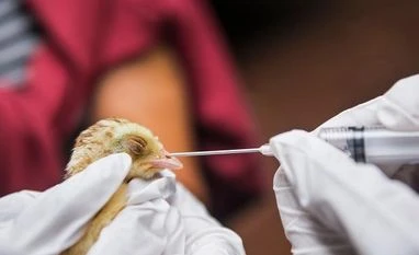 New mutation in bird flu virus shows potential for humans outbreak: Report Bird Flu