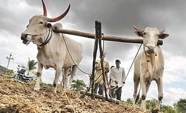 Over 50% agricultural families in debt with average loan of Rs 74K in 2019 agriculture