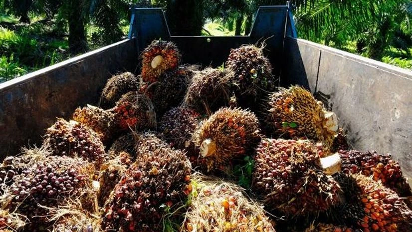 palm oil palm oil
