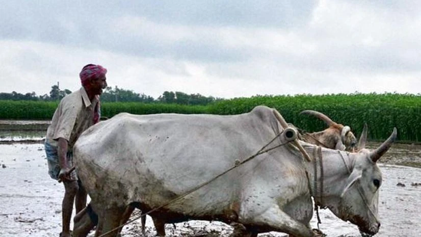 Monsoon, rain, Kharif crop, crop sowing Till Friday, data shows that kharif crops have been sown in 106.40 million hectares of land, which is 1.75 per cent less than the area covered during the corresponding period last year.