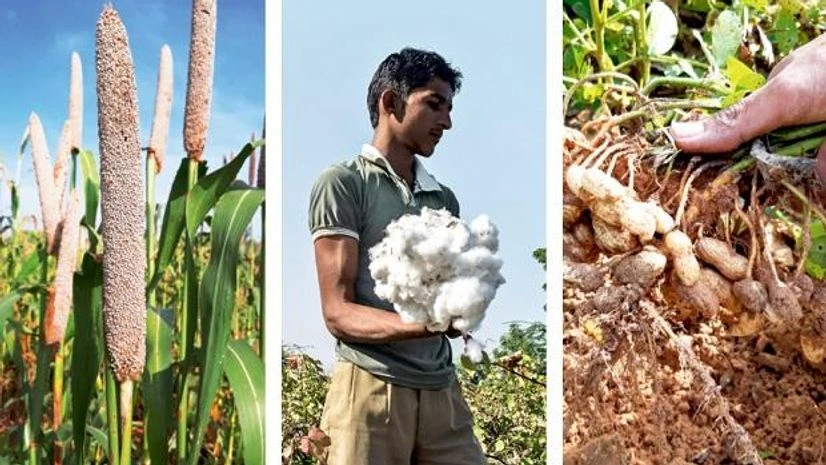 cotton, bajra, groundnut cotton, bajra, groundnut