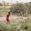In this file photo taken Thursday, Jan. 16, 2020, a Samburu boy uses a wooden stick to try to swat a swarm of desert locusts filling the air, as he herds his camel near the village of Sissia, in Samburu county, Kenya.