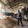 Romania, agriculture, economy, workers, grains