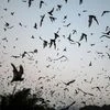What is Khosta-2? A vaccine-restraint virus found in Russian bats