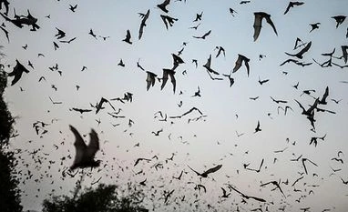 Understanding how bats resist Covid can aid new treatments in humans Covid-19, coronavirus, infections, bats, pandemic