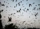Covid-19, coronavirus, infections, bats, pandemic Covid-19, coronavirus, infections, bats, pandemic