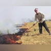 Stubble Burning
