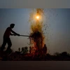 Punjab records 283 stubble burning cases, highest single-day spike