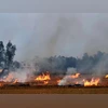 Punjab records 1,030 farm fires in a day, air quality turns 'poor' stubble burning, pollution, air pollution