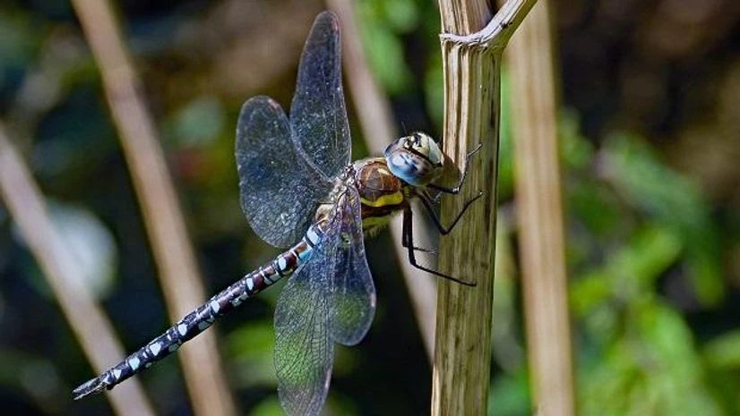 dragonfly dragonfly