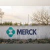 merck, uk covid cases merck, uk covid cases