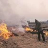 Stubble burning