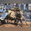 TN's first Jallikattu for 2025 to start in Pudukkottai district today jallikattu