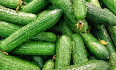 India emerges as largest exporters of cucumber, gherkins in the world cucumbers