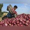 onions Photo: Bloomberg